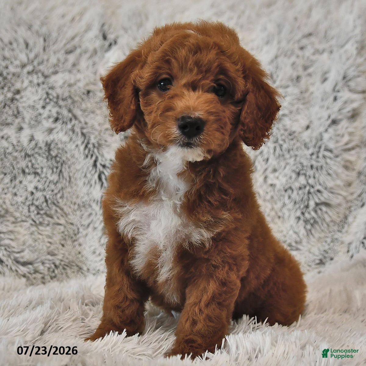 Mini Goldendoodle dogs Cinnamon and Cream - Ad 2