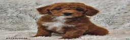 Mini Goldendoodle dogs for sale: Cinnamon and Cream - Ad 2