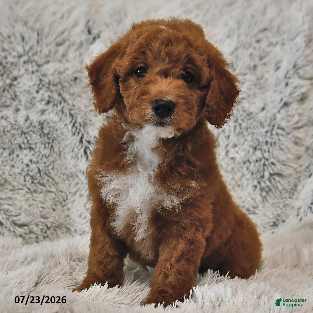Mini Goldendoodle dogs for sale: Cinnamon and Cream - Ad 2