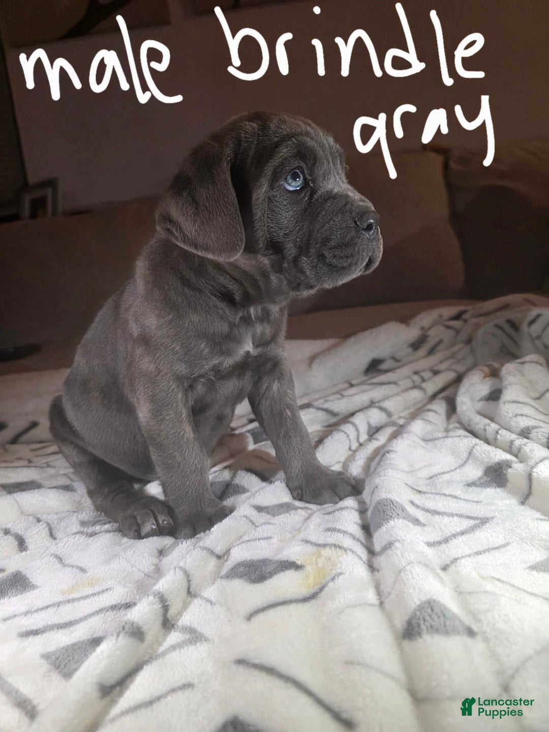 Cane Corso dogs for sale: Cane Corso Puppy 2 - Ad 1