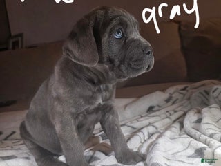 Cane Corso dogs Cane Corso Puppy 2 - Ad 7