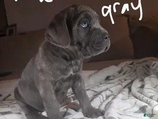 Cane Corso dogs Cane Corso Puppy 2 - Ad 16