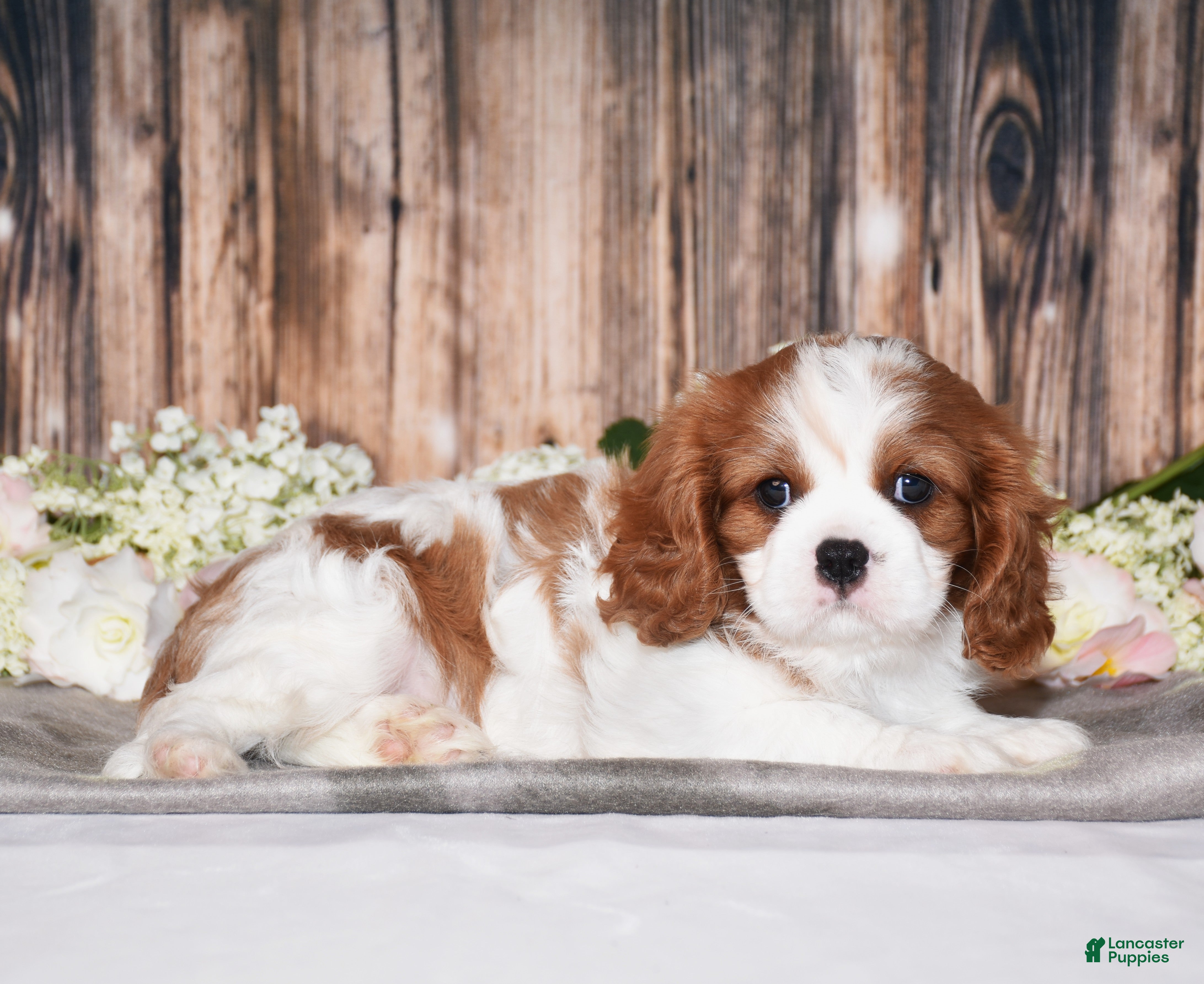 Cavalier King Charles Spaniel dogs Bronx - Ad 2