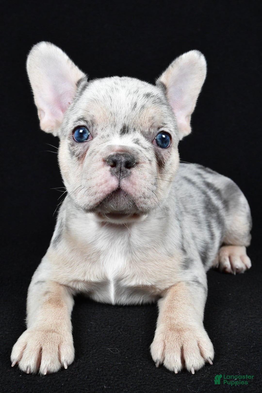 French Bulldog dogs for sale: Frankie - Ad 7