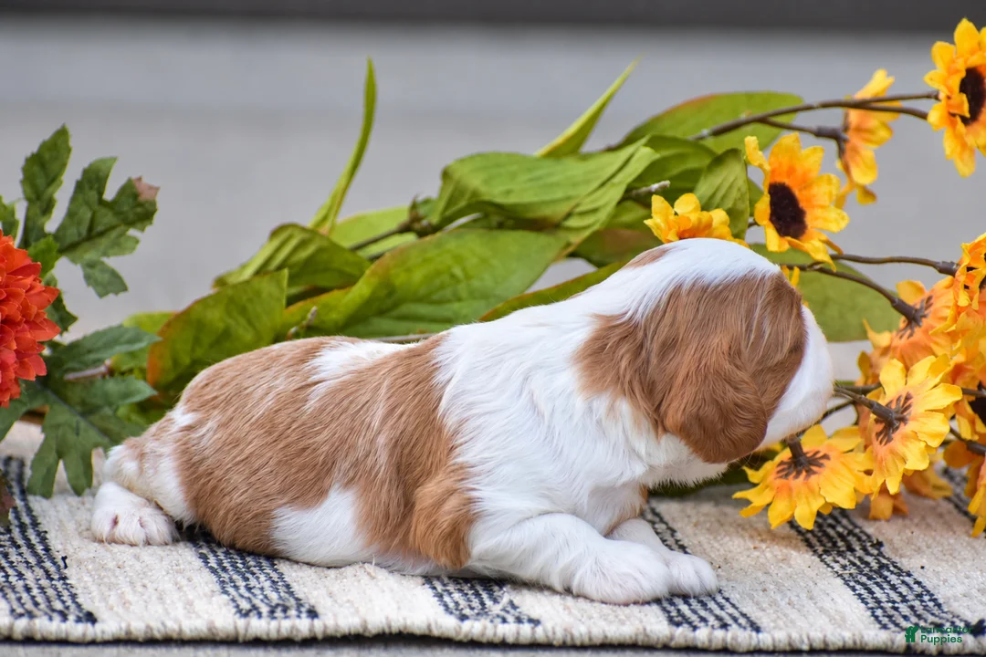 Cavalier King Charles Spaniel dogs for sale: Reagan - Ad 2