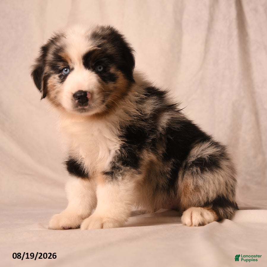 Miniature Australian Shepherd dogs Payton - Ad 2