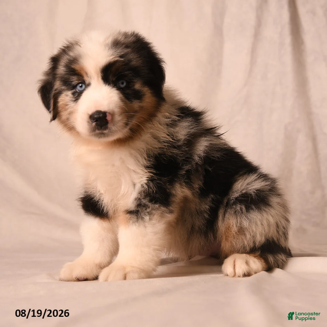 Miniature Australian Shepherd dogs for sale: Payton - Ad 2