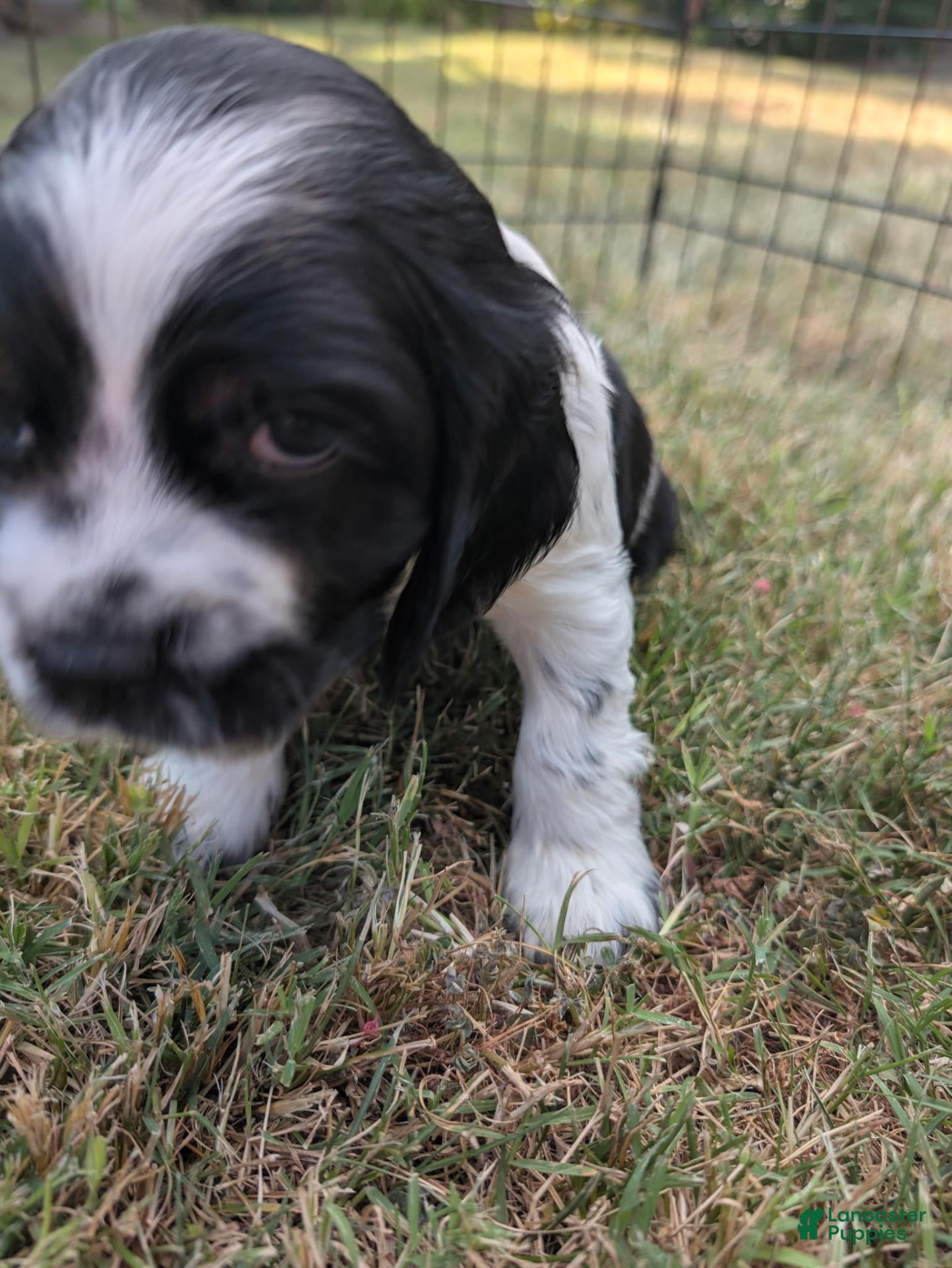 Cocker Spaniel dogs Cocker Spaniel 1 - Ad 11