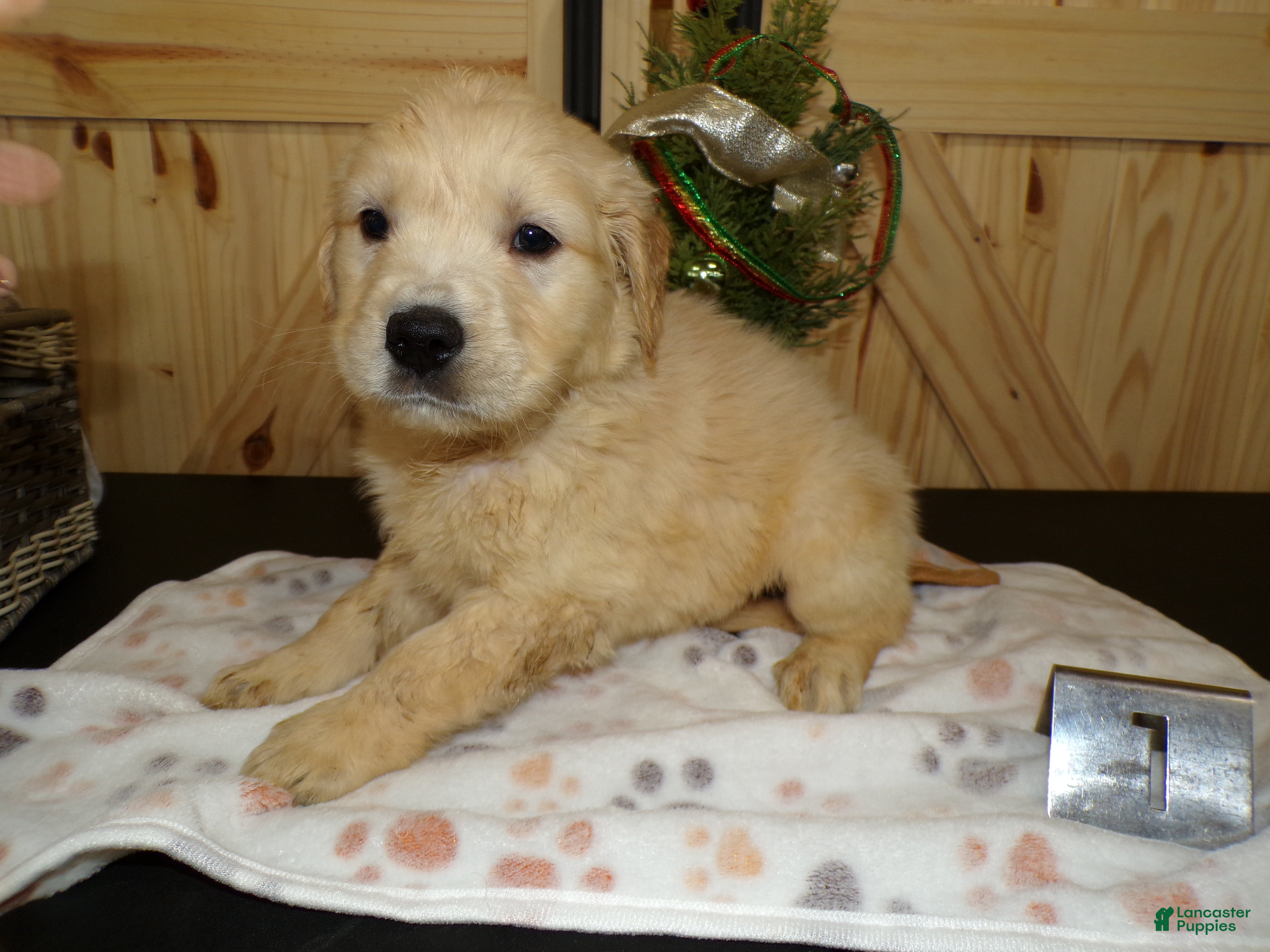 Golden Retriever dogs Golden Retriever Puppy 1 Pearl - Ad 35