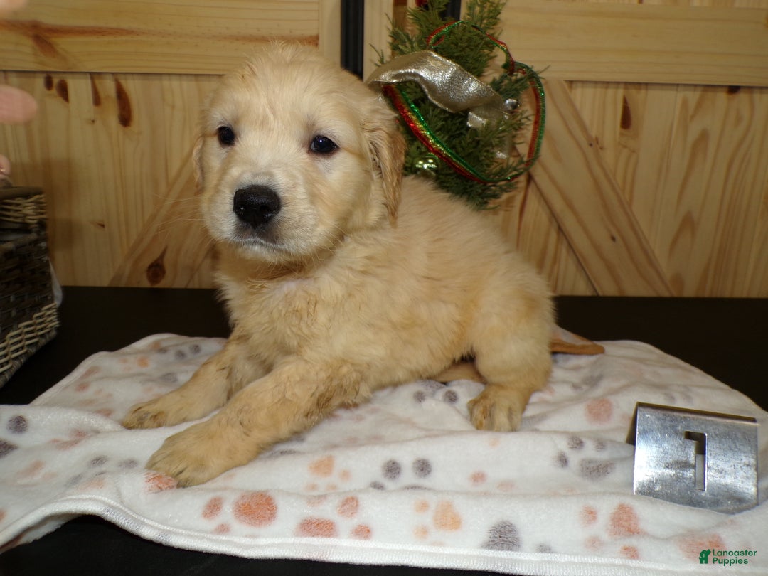 Golden Retriever dogs for sale: Golden Retriever Puppy 1 Pearl - Ad 1
