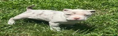 Kova 