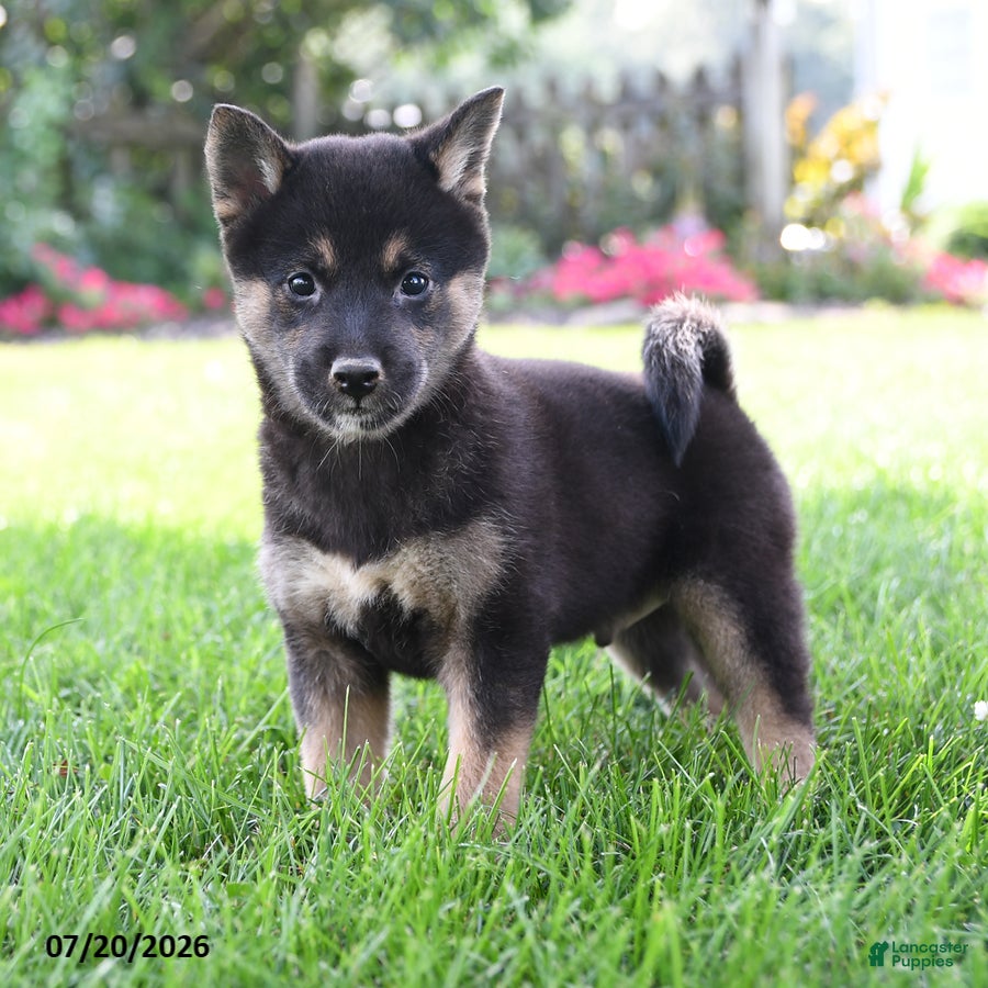 Shiba Inu dogs for sale: Hunter - Ad 3