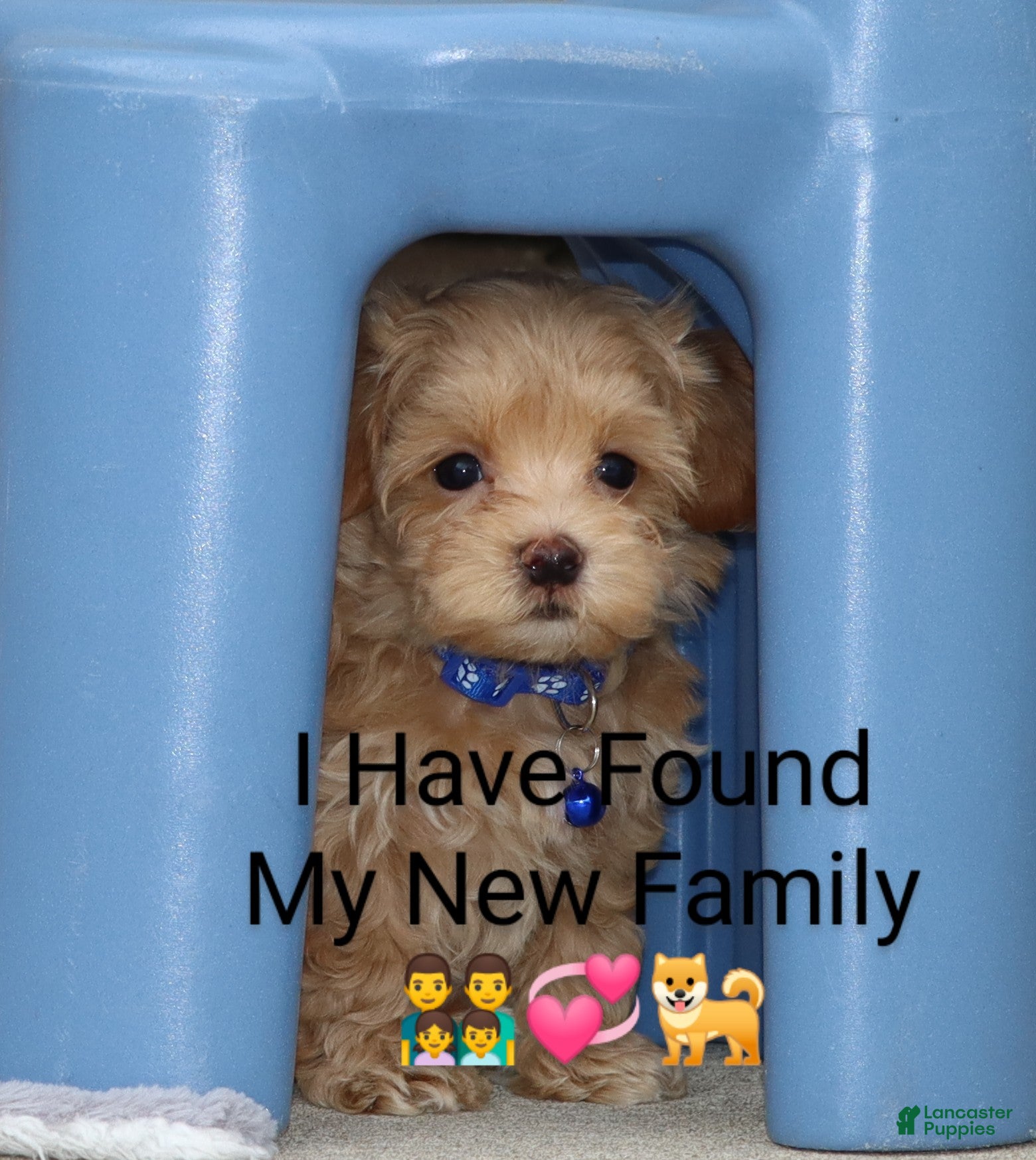 Havapoo dogs Asher 👨‍👨‍👦‍👦💞🐕 Miniature - Ad 1