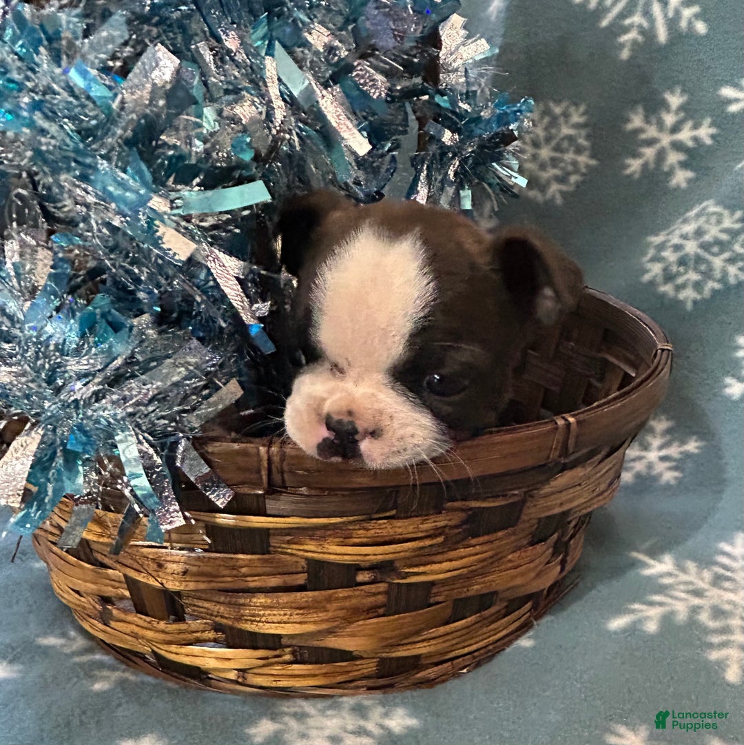 Boston Terrier dogs for sale: Boston Terrier Puppy 3 - Ad 1