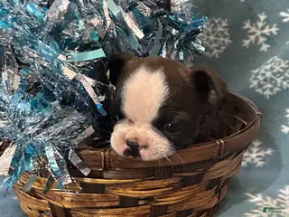 Boston Terrier dogs Boston Terrier Puppy 3 - Ad 8