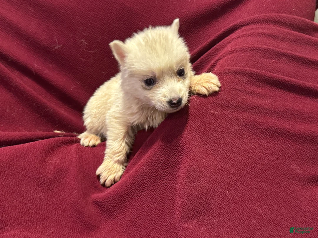 Siberian Husky dogs for sale: Lila - Ad 1