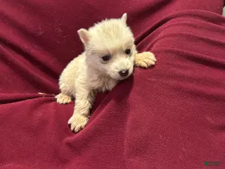 Siberian Husky dogs Lila - Ad 36