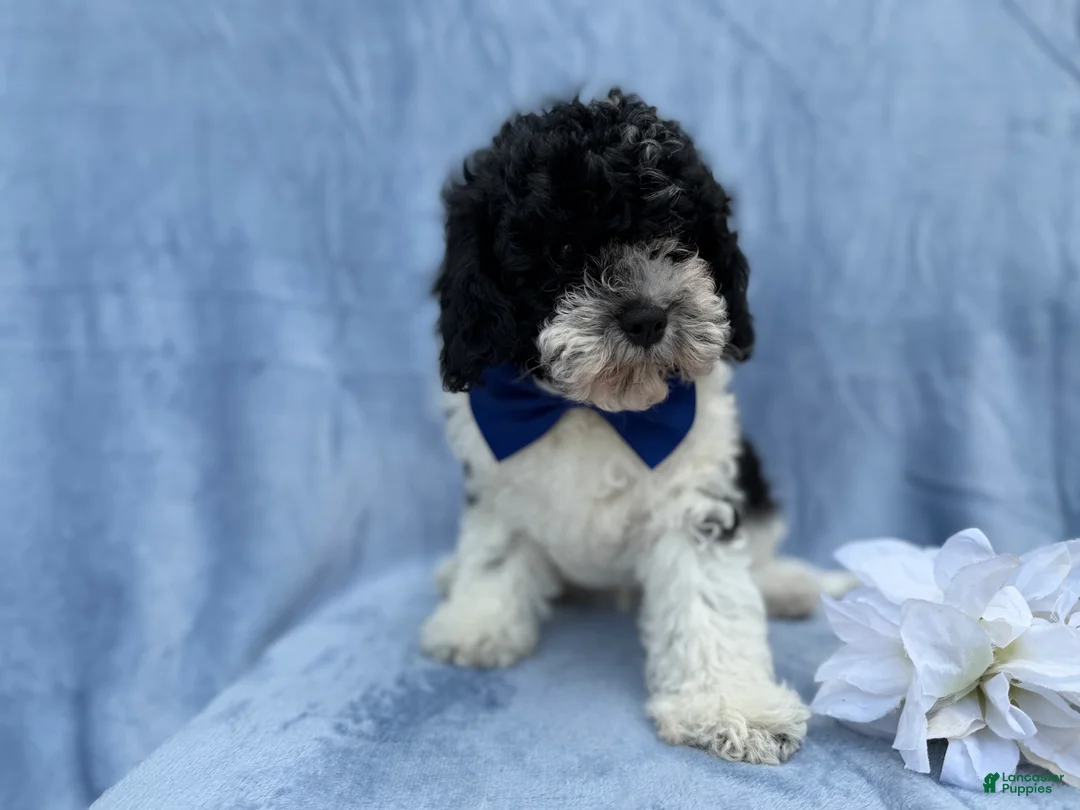 Cavapoo dogs for sale: Odie - Ad 6