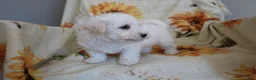 Bichon Frise dogs for sale: Barney  - Ad 5
