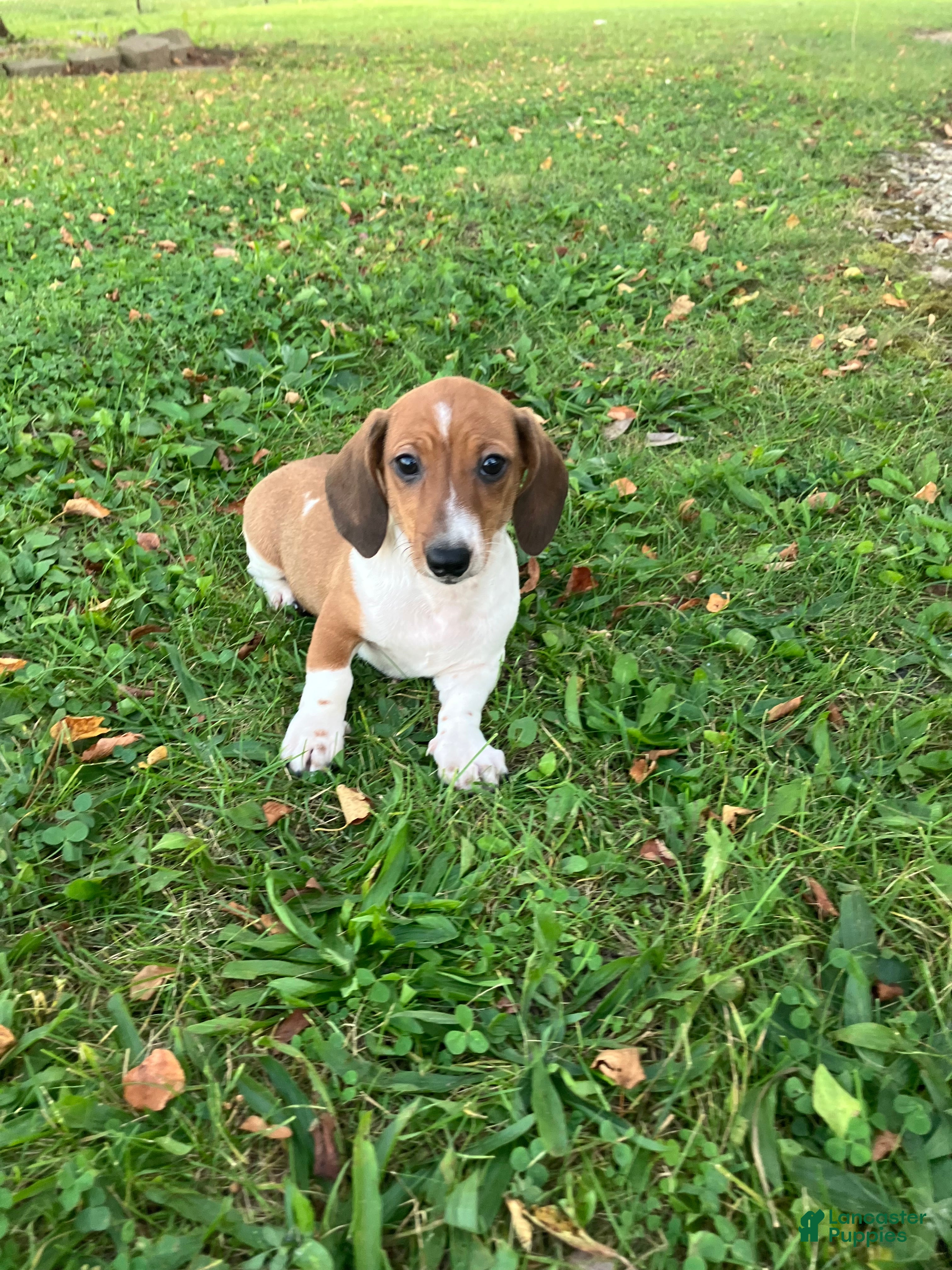 Miniature Dachshund dogs Akc Leo - Ad 5