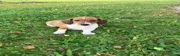Miniature Dachshund dogs for sale: Akc Leo - Ad 1