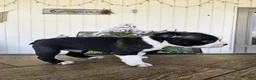 Boston Terrier dogs for sale: Arlo - Ad 5