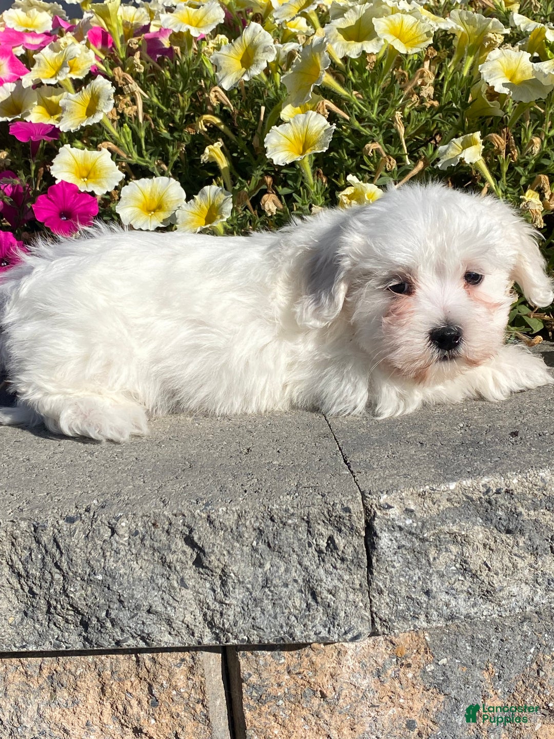 Coton De Tulear dogs for sale: Charles  - Ad 2