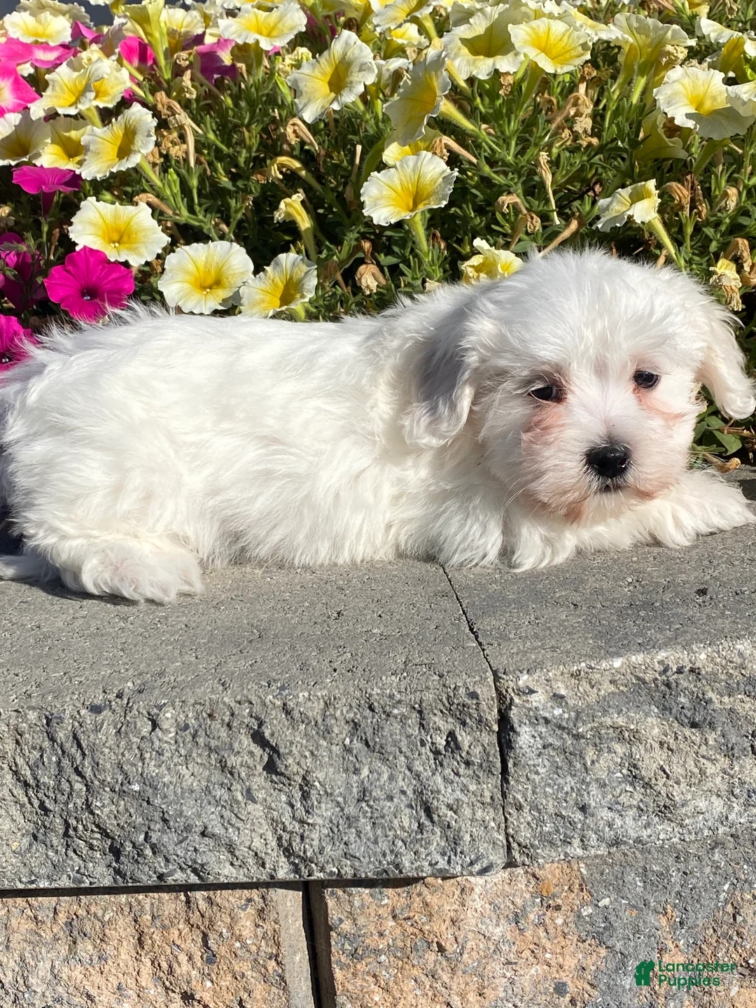 Coton De Tulear dogs for sale: Charles  - Ad 2