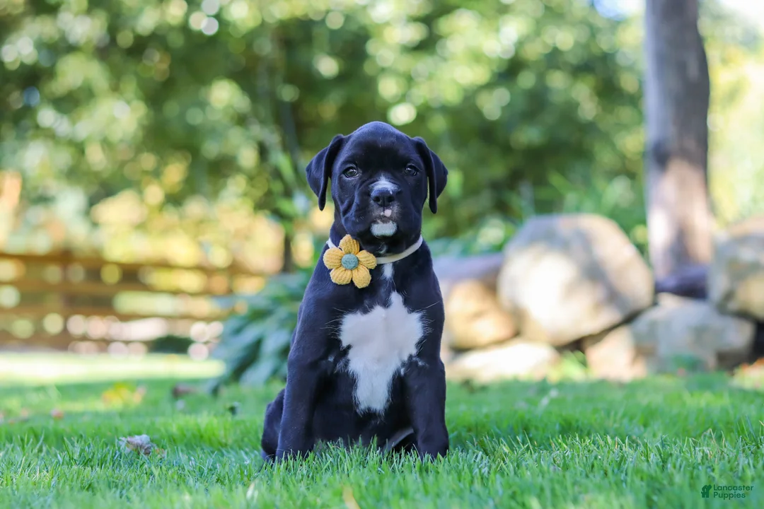 Boxer dogs for sale: Axel - Ad 1