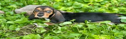 Basset Hound dogs for sale: Handsome Dan  - Ad 11