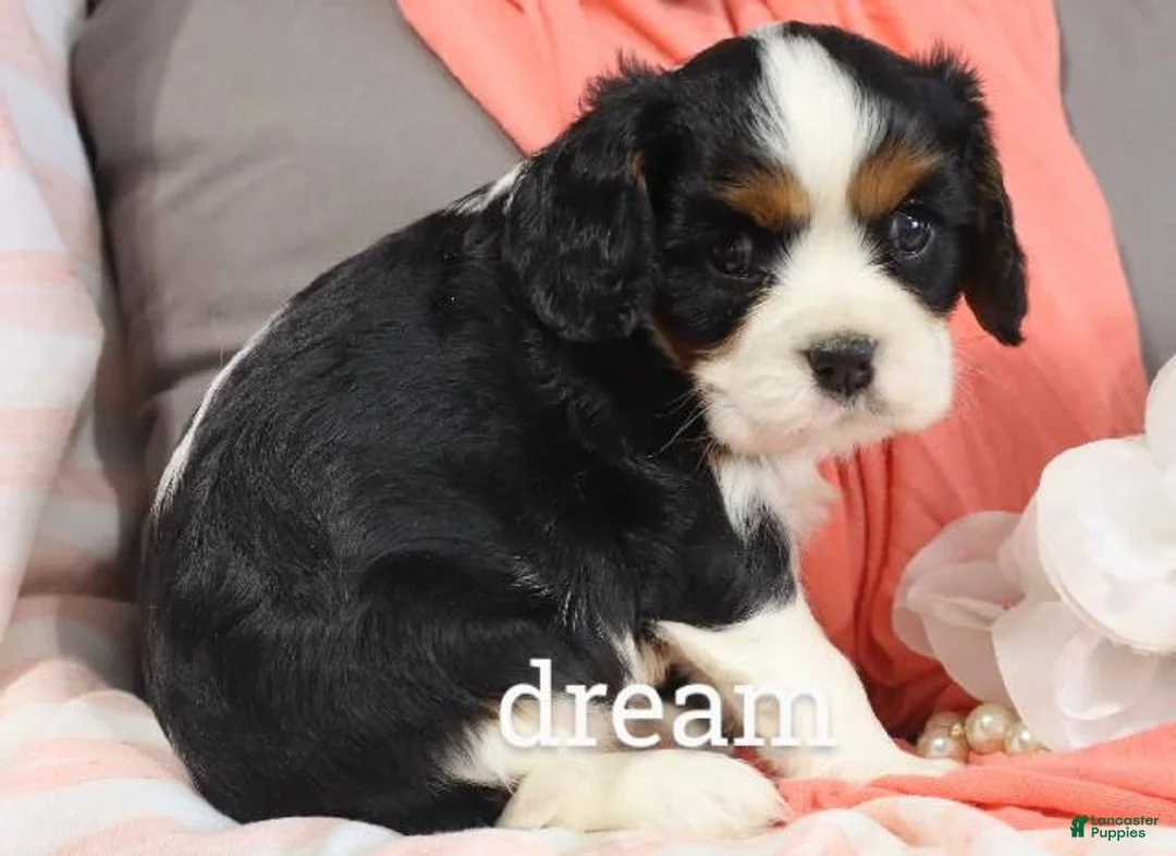 Cavalier King Charles Spaniel dogs for sale: Tirzah - Ad 2