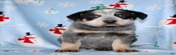Australian Cattle Dog dogs for sale: Randy - Ad 2