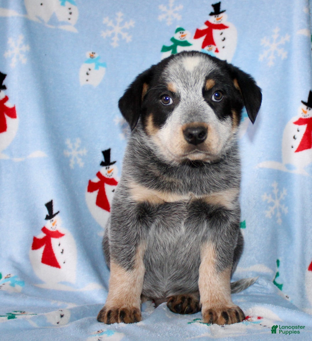 Australian Cattle Dog dogs for sale: Randy - Ad 2
