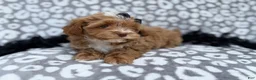 Shihpoo dogs for sale: Harley - Ad 7