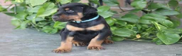 Doberman Pinscher dogs for sale: Jace - Ad 10