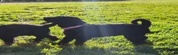 Labradoodle dogs for sale: Miss Lavender - Ad 3