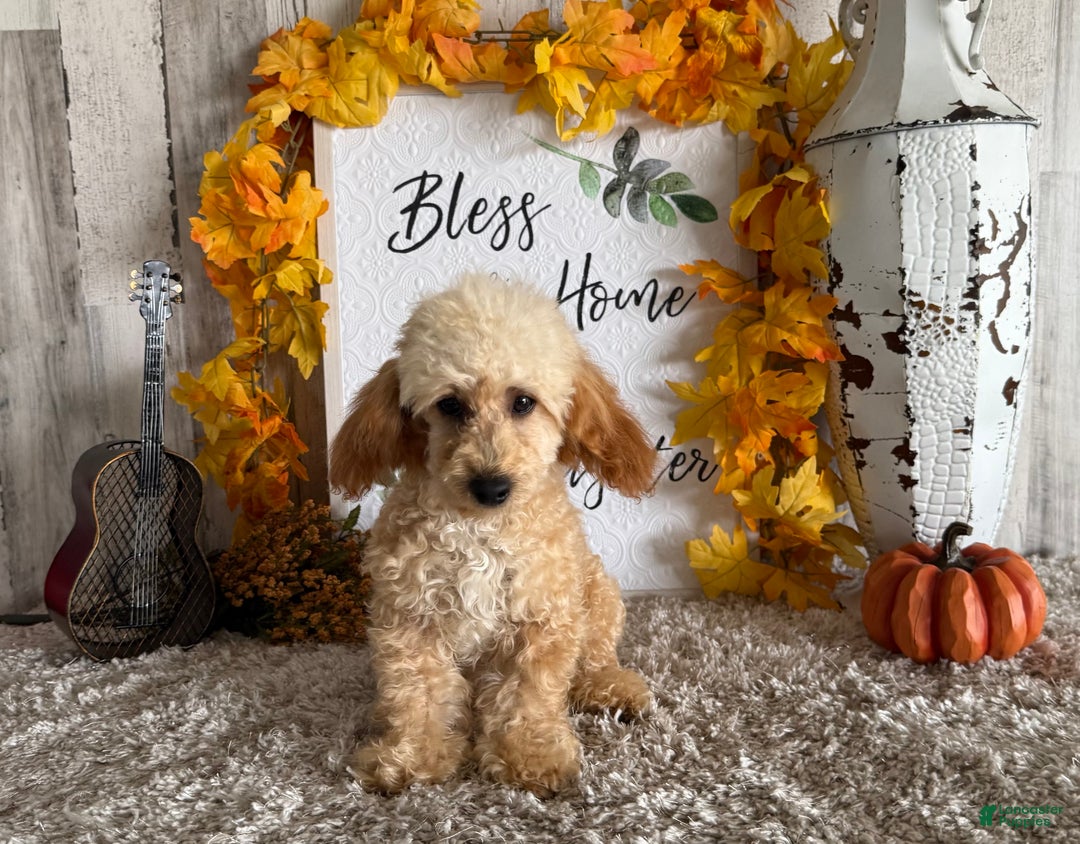 Maltipoo dogs for sale: Eldo - Ad 9