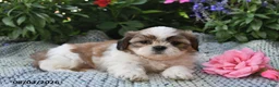 Shih Tzu dogs for sale: Sadie Rose - Ad 1