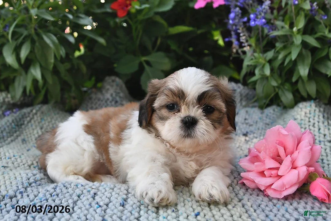 Shih Tzu dogs for sale: Sadie Rose - Ad 1