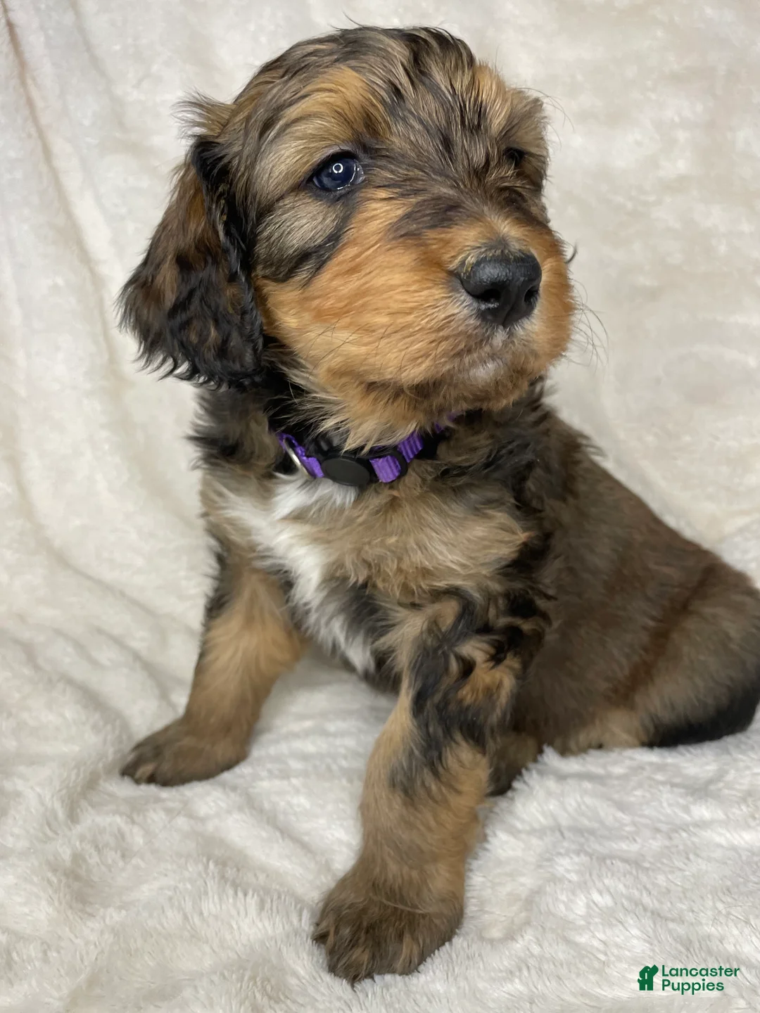 Bernedoodle dogs for sale: Willow - Ad 1