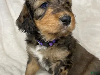 Bernedoodle dogs for sale: Willow - Ad 4