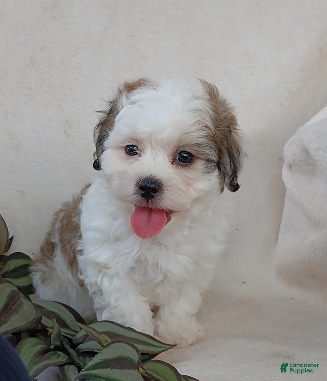 Teddy Bear dogs for sale: Cody - Ad 12