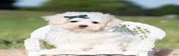 Maltese dogs for sale: Mochi AKC - Ad 4
