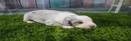 Miniature Australian Shepherd dogs for sale: America - Ad 11