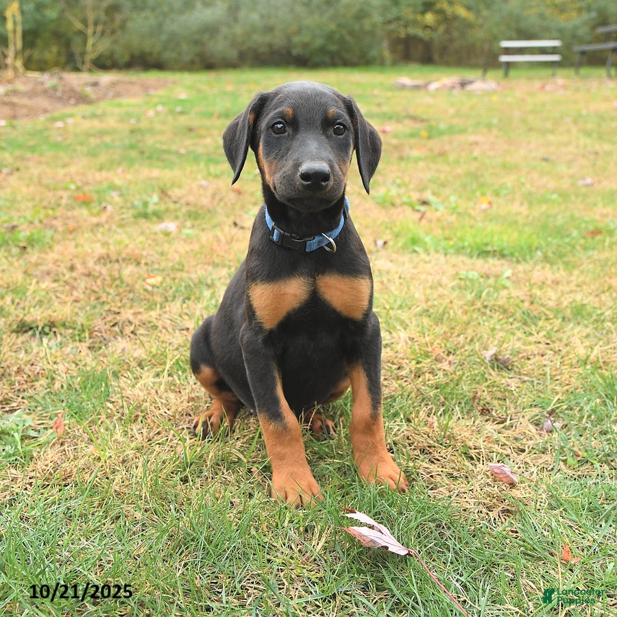 Doberman Pinscher Puppies for sale Lancaster Puppies