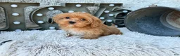 Cavapoo dogs for sale: Ava - Ad 7