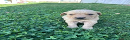 Golden Retriever dogs for sale: Tucker (yellow) - Ad 4