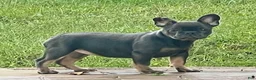 English Bulldog dogs for sale: Brandy  - Ad 8