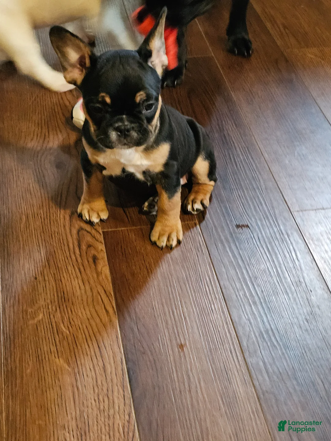 French Bulldog dogs for sale: French Bulldog Puppy 5 - Ad 1