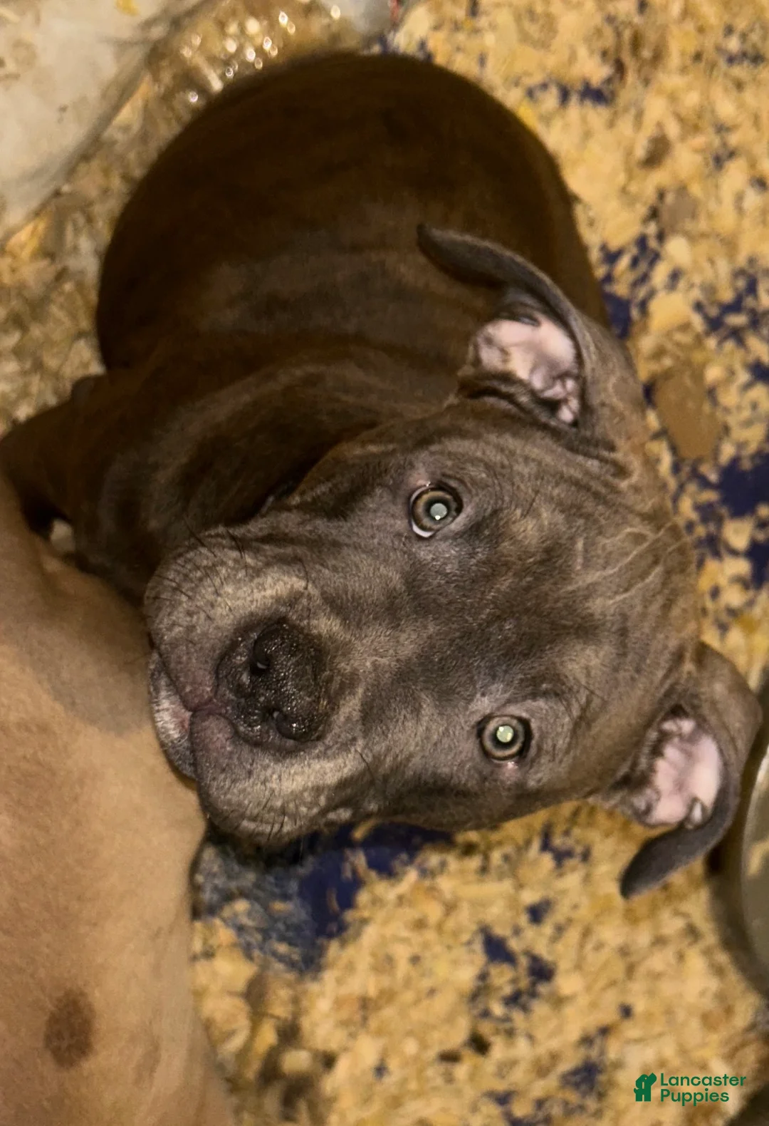 American Bully dogs for sale: American Bully Puppy 4 - Ad 1